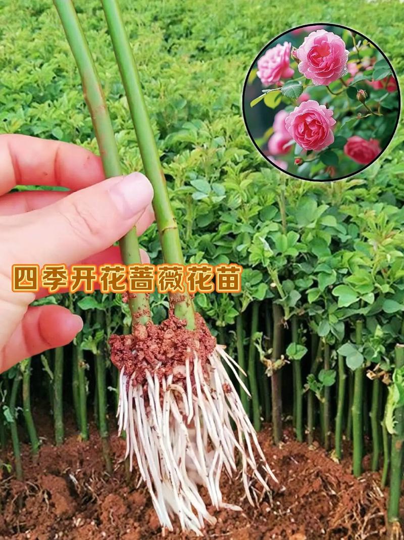 蔷薇怎么种植？四季蔷薇怎么种植？-第8张图片-优品飞百科