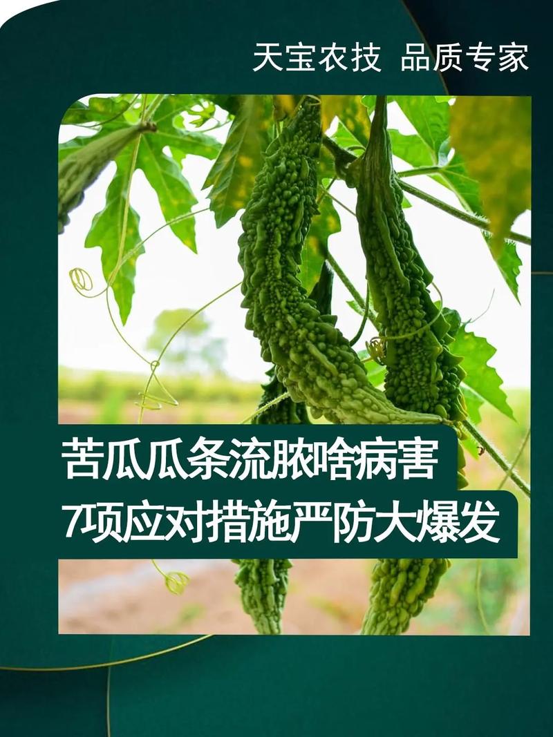 苦瓜种植技术，苦瓜种植技术视频教程-第6张图片-优品飞百科