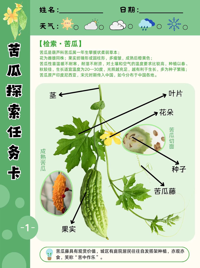 苦瓜种植技术，苦瓜种植技术视频教程-第7张图片-优品飞百科