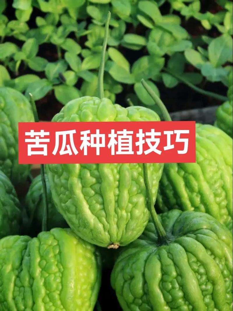 苦瓜种植技术，苦瓜种植技术视频教程-第8张图片-优品飞百科