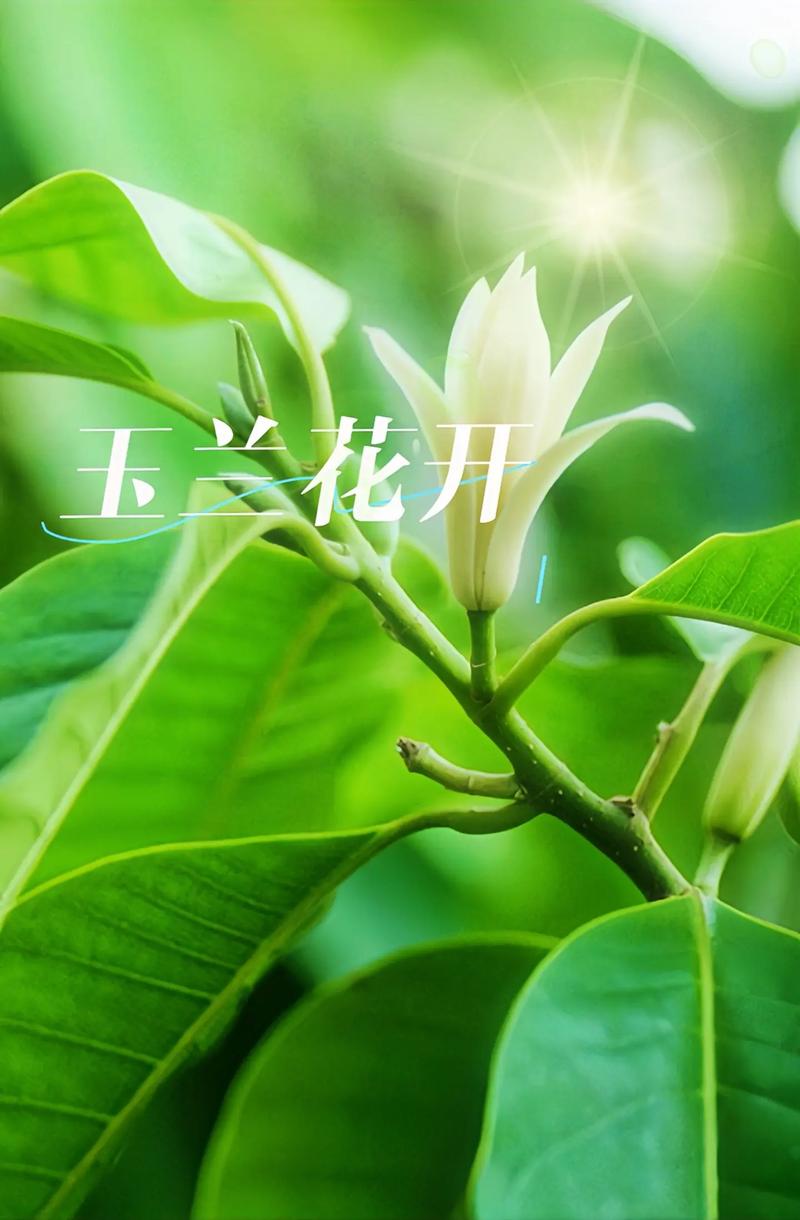 白玉兰的繁殖方法，白玉兰的繁殖方法视频教程全集？-第2张图片-优品飞百科
