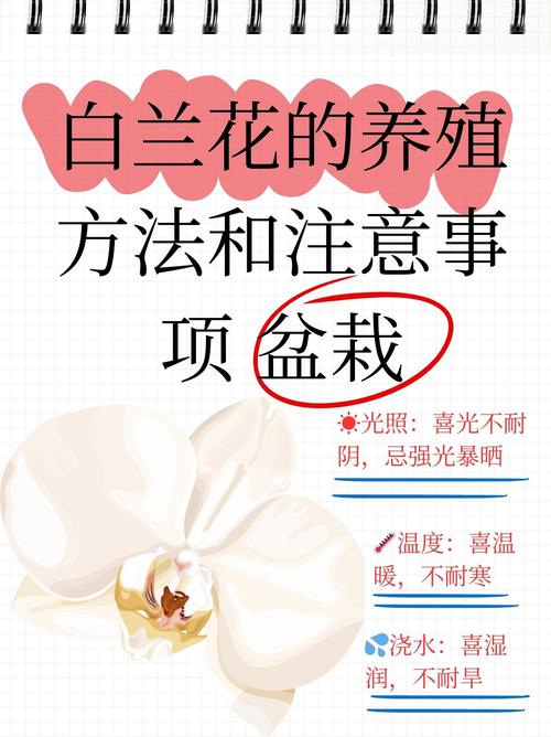 白玉兰的繁殖方法，白玉兰的繁殖方法视频教程全集？-第3张图片-优品飞百科