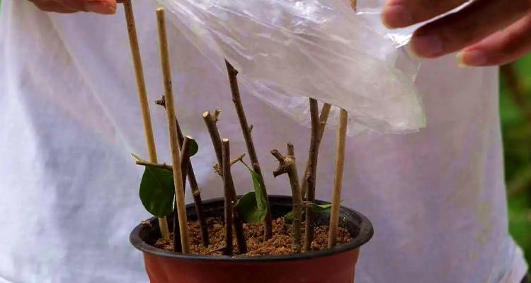 白玉兰的繁殖方法，白玉兰的繁殖方法视频教程全集？-第4张图片-优品飞百科