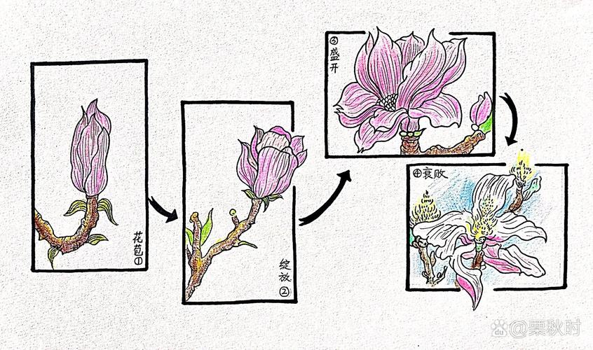 白玉兰的繁殖方法，白玉兰的繁殖方法视频教程全集？-第5张图片-优品飞百科