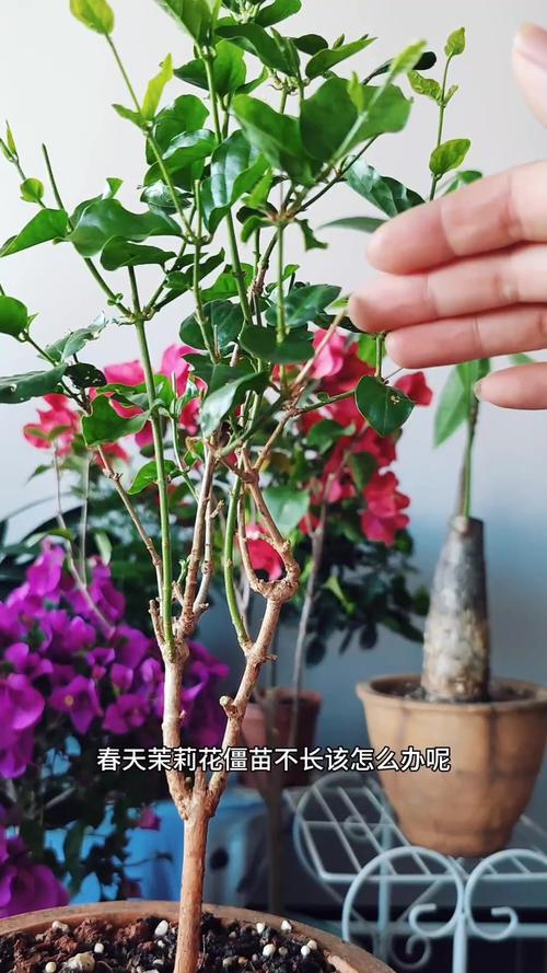 月季花枝能插活吗？月季花枝条可以插活吗？-第2张图片-优品飞百科
