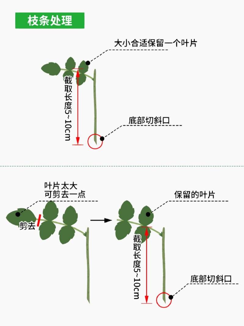 月季花枝能插活吗？月季花枝条可以插活吗？-第3张图片-优品飞百科
