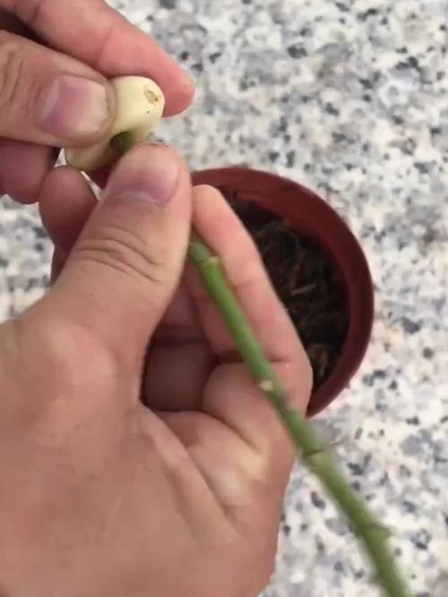 月季花枝能插活吗？月季花枝条可以插活吗？-第4张图片-优品飞百科
