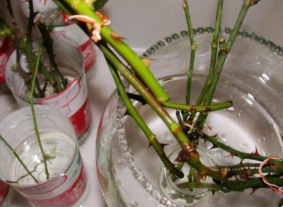月季花枝能插活吗？月季花枝条可以插活吗？-第6张图片-优品飞百科