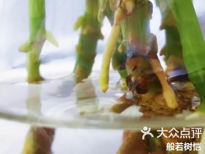 如意皇后水培生根法，如意皇后水培注意？