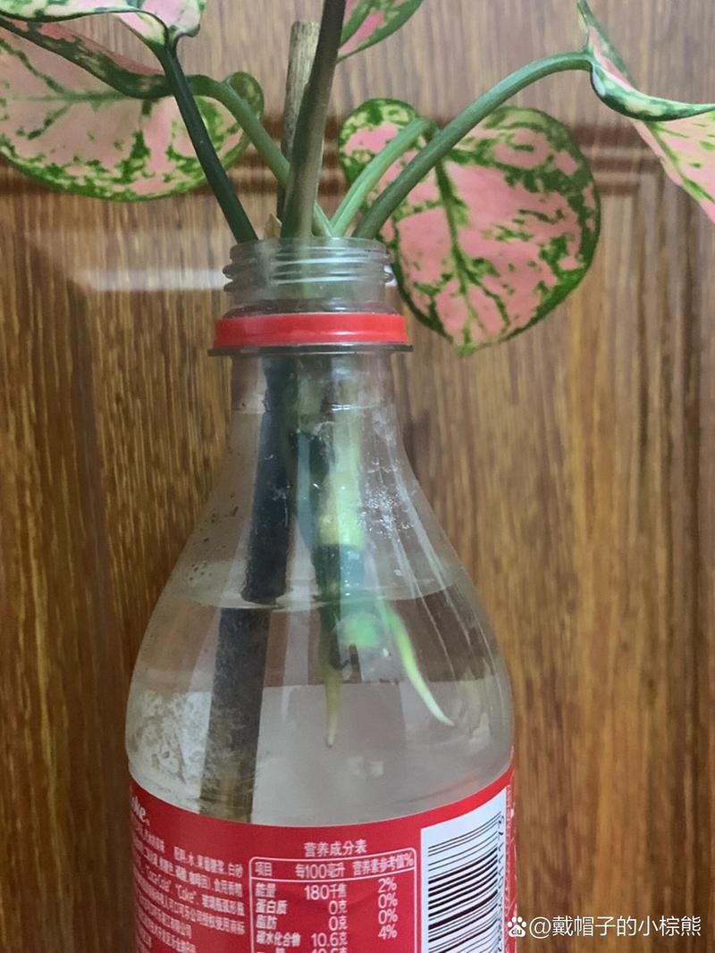如意皇后水培生根法，如意皇后水培注意？-第2张图片-优品飞百科