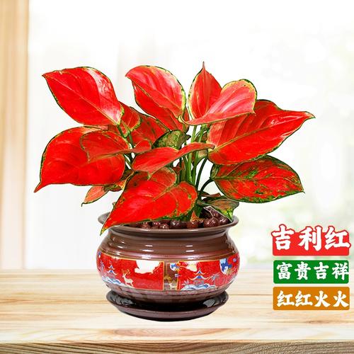 如意皇后水培生根法，如意皇后水培注意？-第3张图片-优品飞百科