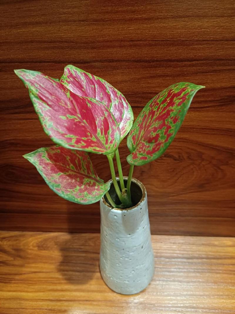如意皇后水培生根法，如意皇后水培注意？-第4张图片-优品飞百科