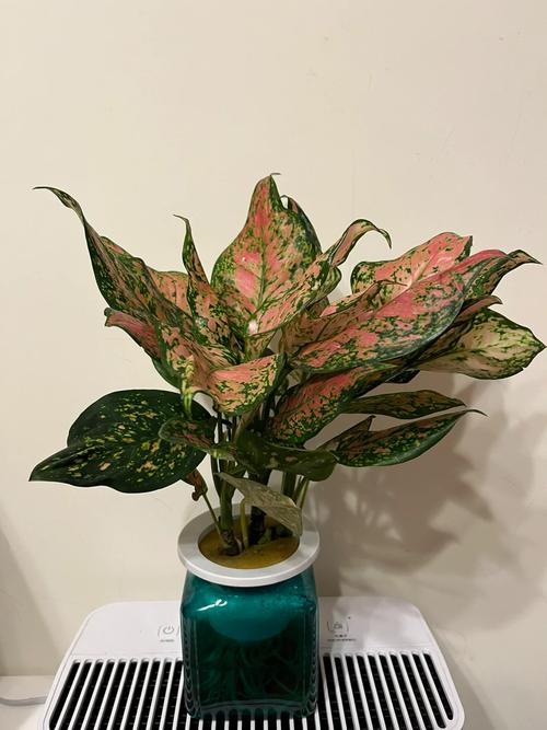 如意皇后水培生根法，如意皇后水培注意？-第5张图片-优品飞百科