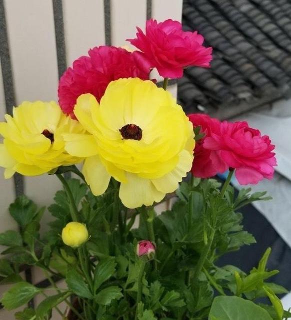 花毛茛花后的处理方法，花毛茛养护方法？