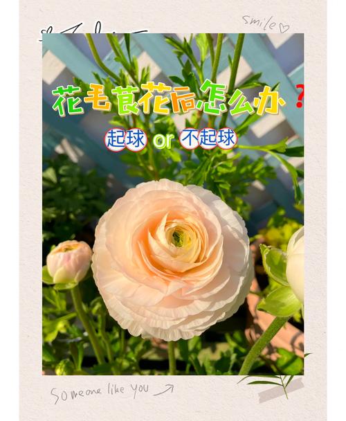 花毛茛花后的处理方法，花毛茛养护方法？-第2张图片-优品飞百科