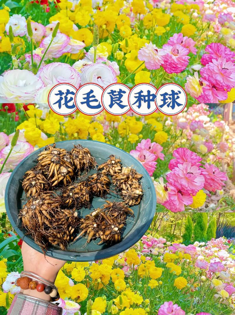 花毛茛花后的处理方法，花毛茛养护方法？-第3张图片-优品飞百科