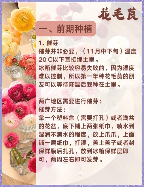 花毛茛花后的处理方法，花毛茛养护方法？-第4张图片-优品飞百科