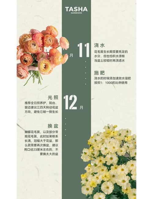 花毛茛花后的处理方法，花毛茛养护方法？-第6张图片-优品飞百科