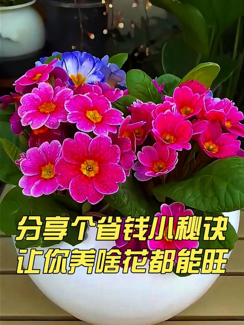 养花“神器”多，养花养神？-第2张图片-优品飞百科