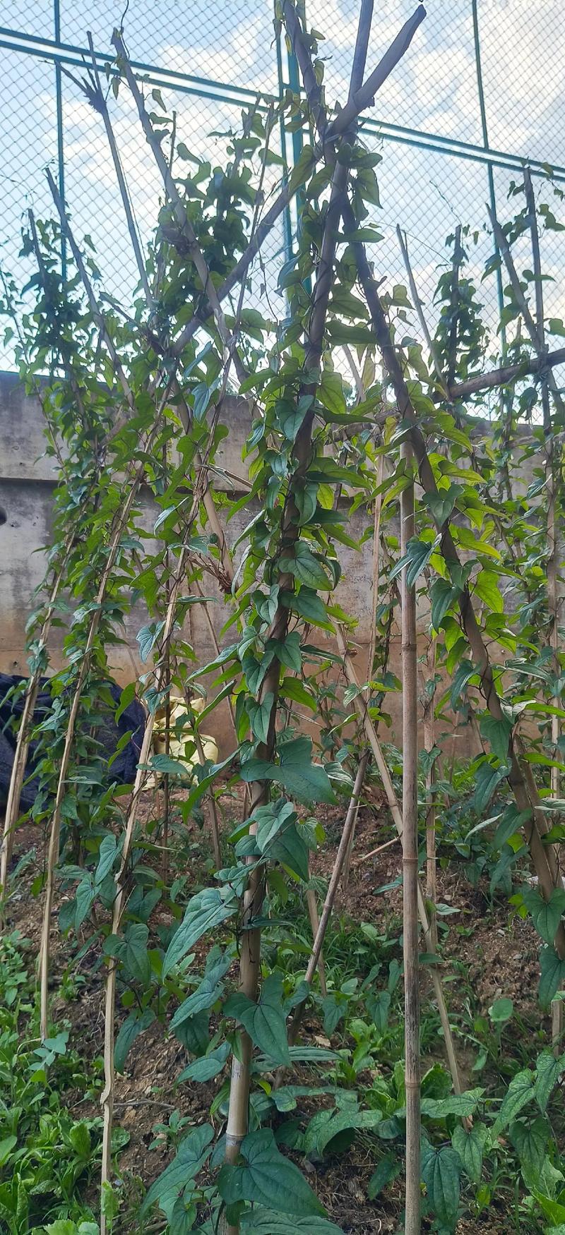 山药播种需要多长时间？山药播种需要多长时间成熟？-第2张图片-优品飞百科