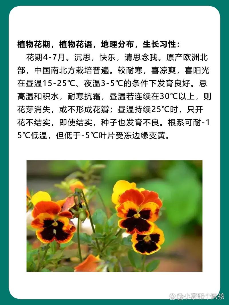 三色堇怎么养？三色堇怎么养护和注意事项？