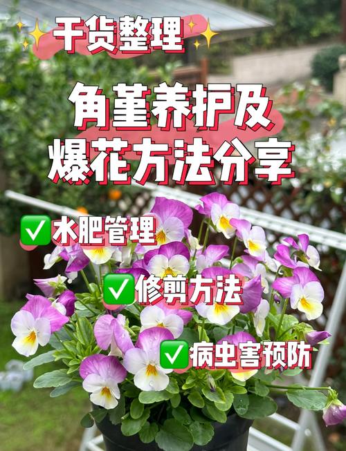三色堇怎么养？三色堇怎么养护和注意事项？-第7张图片-优品飞百科
