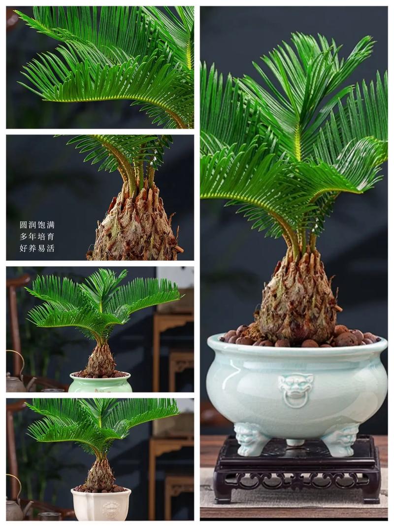 新买的铁树怎么养？买回的铁树怎样栽？-第2张图片-优品飞百科