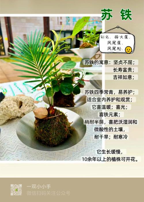 新买的铁树怎么养？买回的铁树怎样栽？-第7张图片-优品飞百科