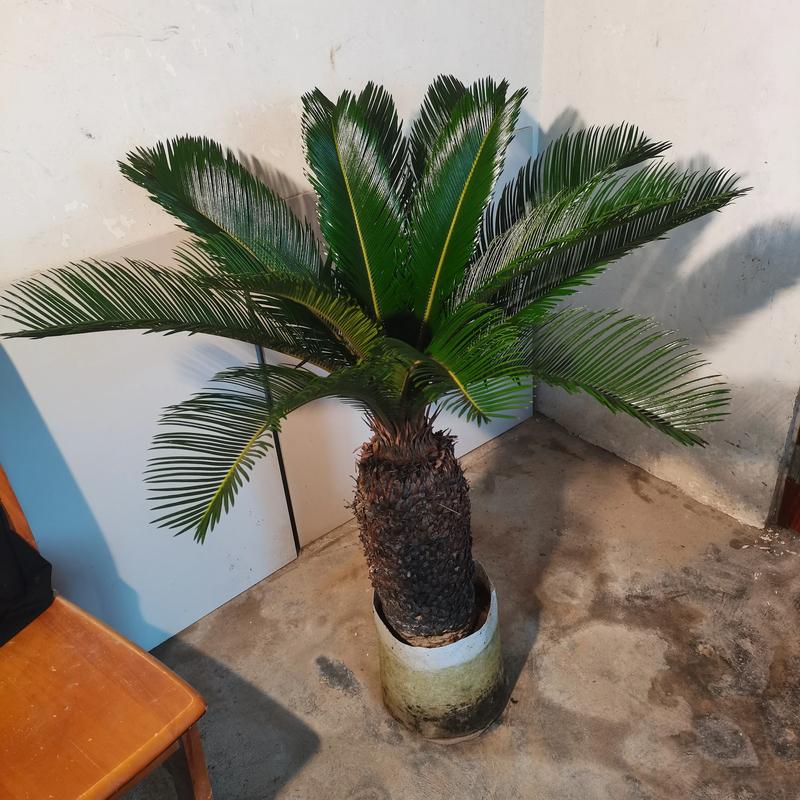 新买的铁树怎么养？买回的铁树怎样栽？-第8张图片-优品飞百科