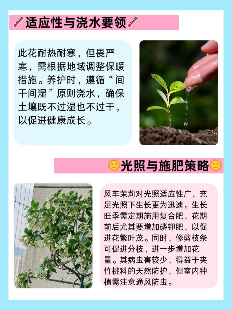 茉莉花秋天怎么养？茉莉花秋天怎么养护和管理？-第2张图片-优品飞百科