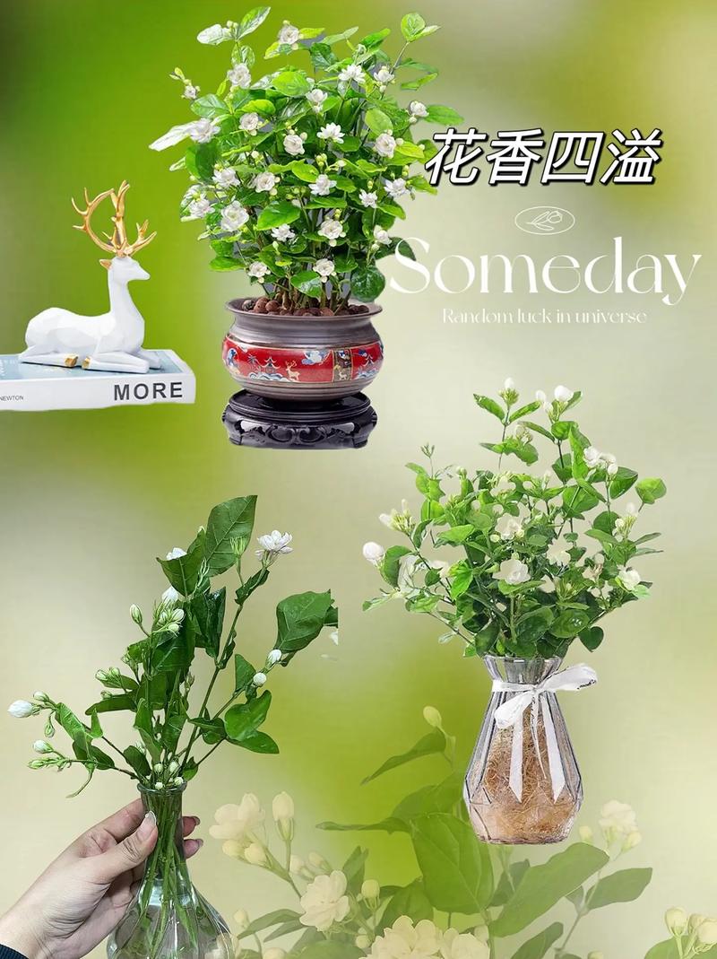 茉莉花秋天怎么养？茉莉花秋天怎么养护和管理？-第3张图片-优品飞百科