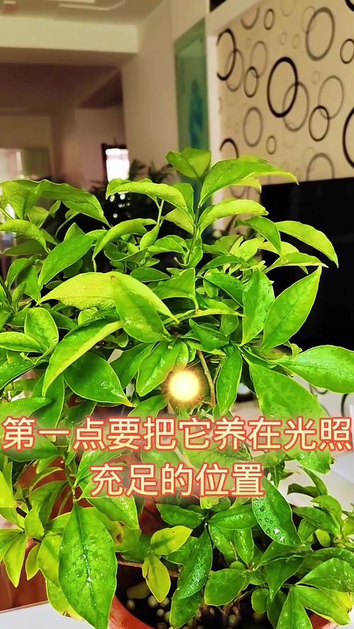 茉莉花秋天怎么养？茉莉花秋天怎么养护和管理？-第6张图片-优品飞百科