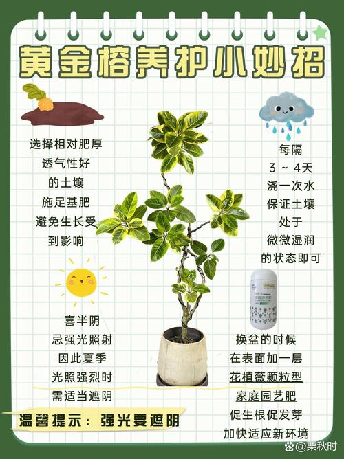 大叶榕树怎么养，大叶榕树怎么养殖-第3张图片-优品飞百科
