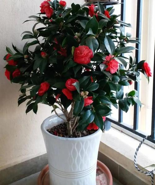 山茶花秋天怎么养，秋季山茶花怎样管理