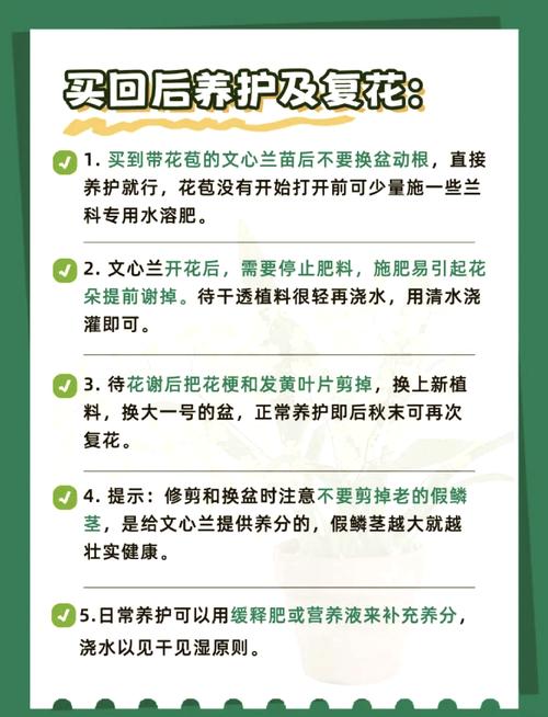 怎么养素心兰，素心兰是什么品种-第2张图片-优品飞百科