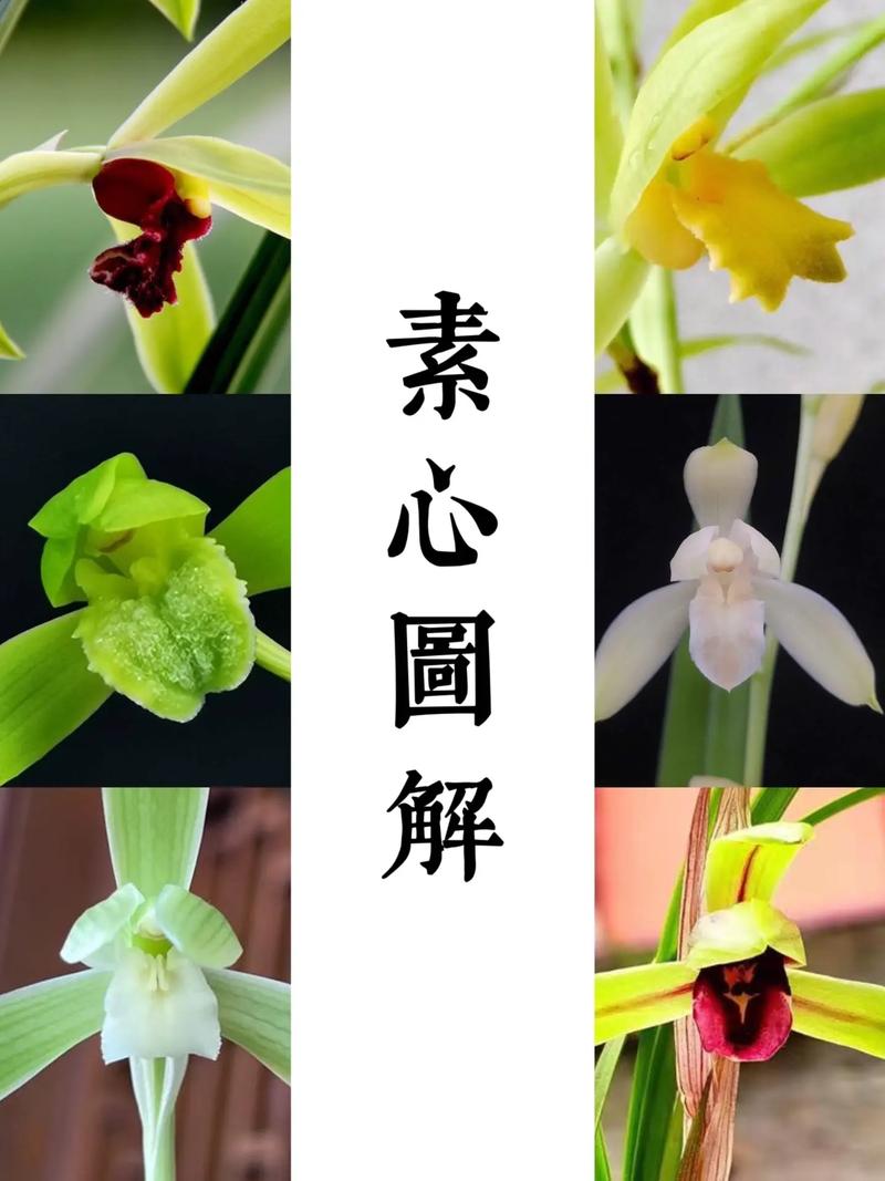 怎么养素心兰，素心兰是什么品种-第4张图片-优品飞百科