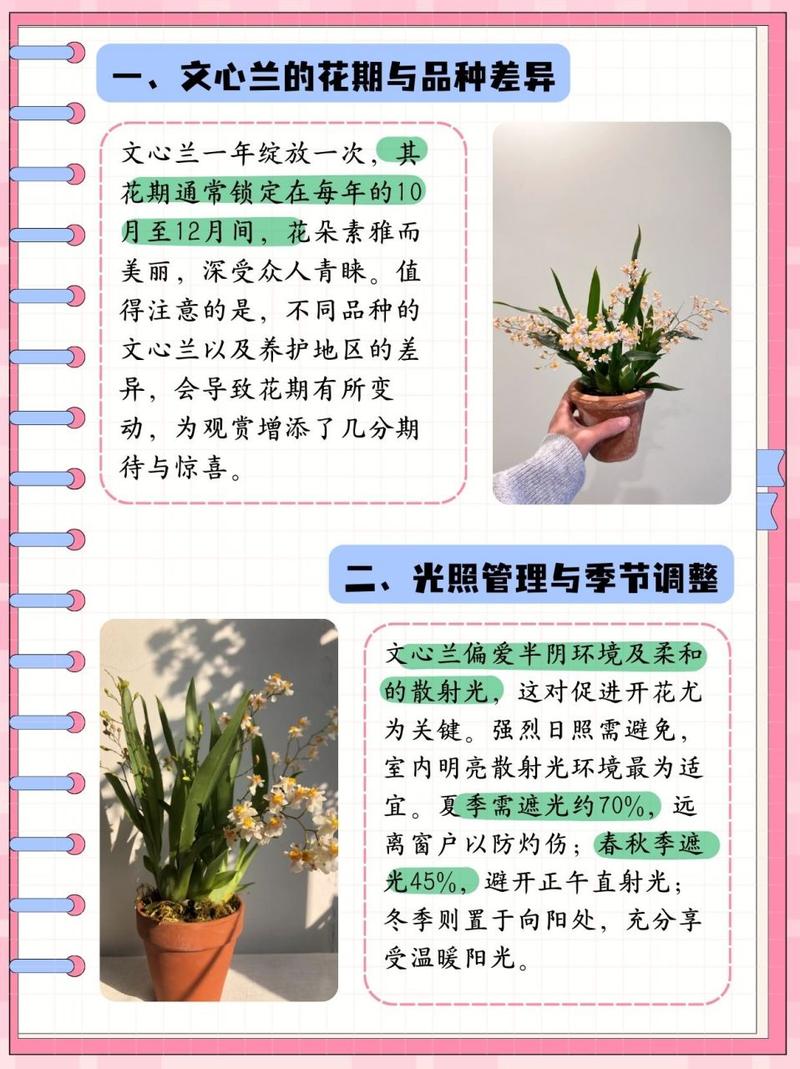 怎么养素心兰，素心兰是什么品种-第5张图片-优品飞百科