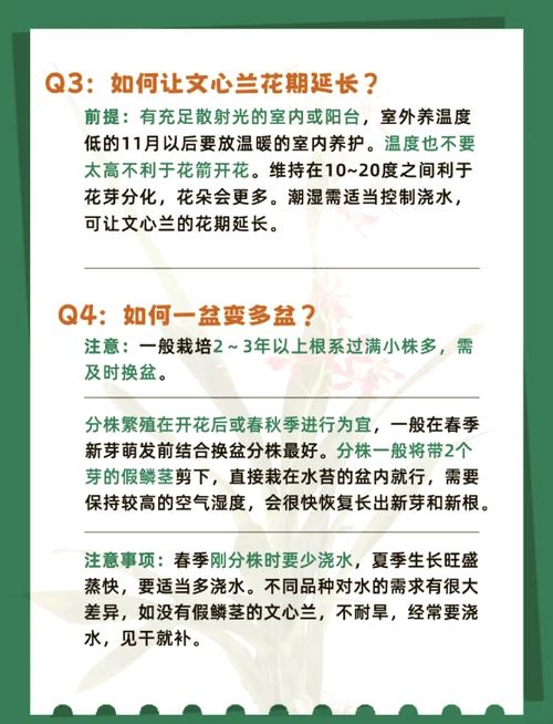 怎么养素心兰，素心兰是什么品种-第6张图片-优品飞百科