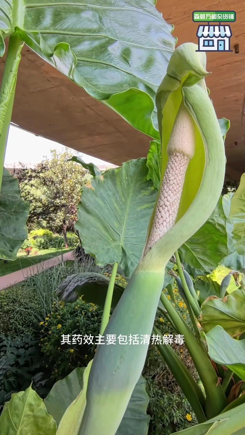 滴水观音可以露天养吗？滴水观音能室内养吗？