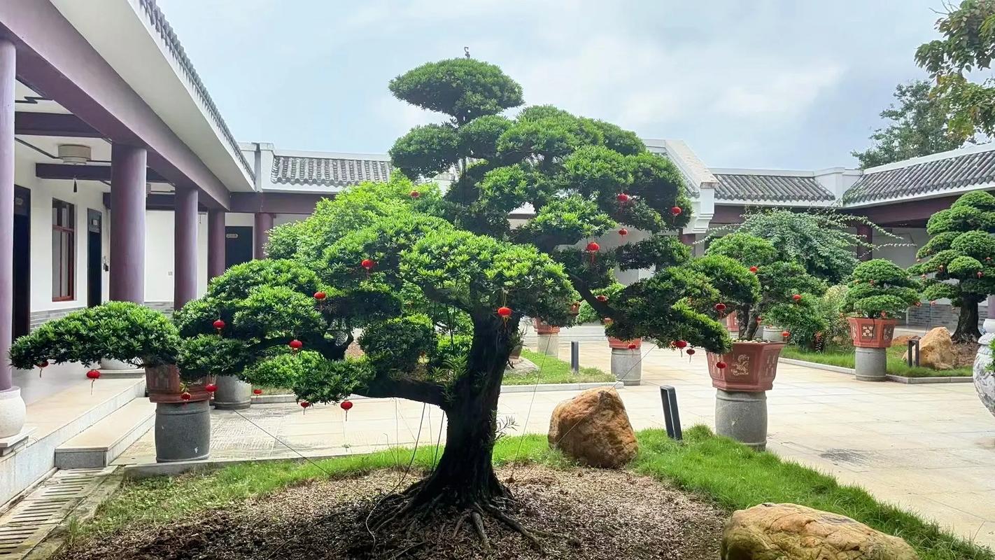 滴水观音可以露天养吗？滴水观音能室内养吗？-第4张图片-优品飞百科