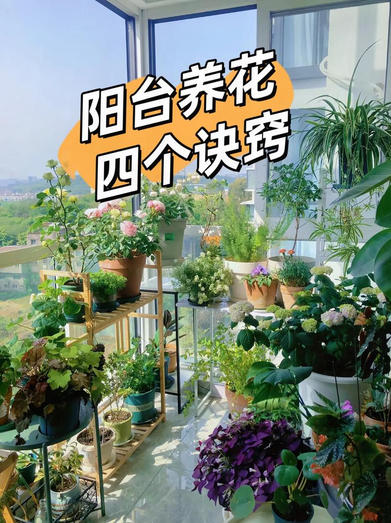 滴水观音可以露天养吗？滴水观音能室内养吗？-第6张图片-优品飞百科