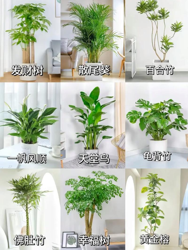 滴水观音可以露天养吗？滴水观音能室内养吗？-第7张图片-优品飞百科
