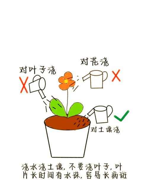 孔雀球怎么过冬，孔雀怎么过冬天啊?-第2张图片-优品飞百科