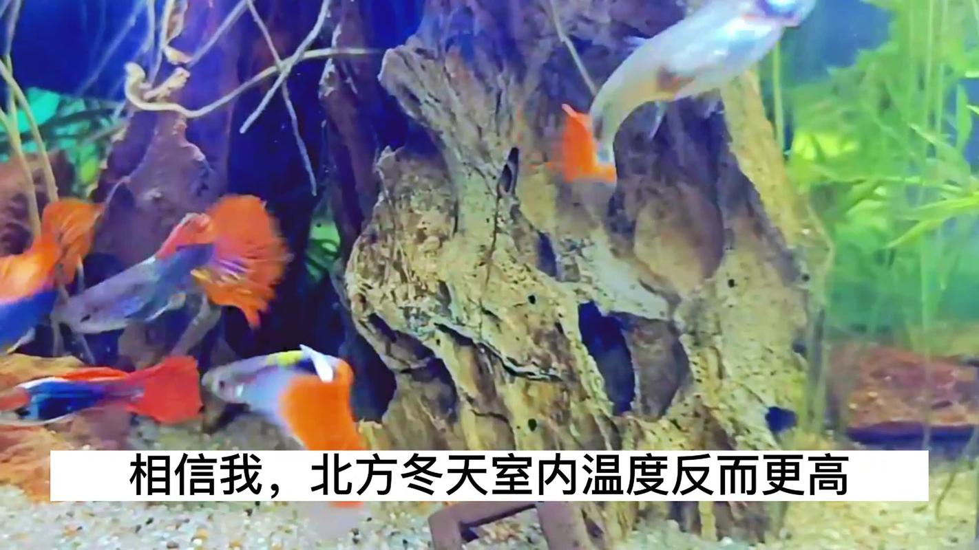 孔雀球怎么过冬，孔雀怎么过冬天啊?-第3张图片-优品飞百科