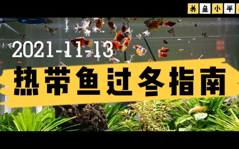 孔雀球怎么过冬，孔雀怎么过冬天啊?-第5张图片-优品飞百科
