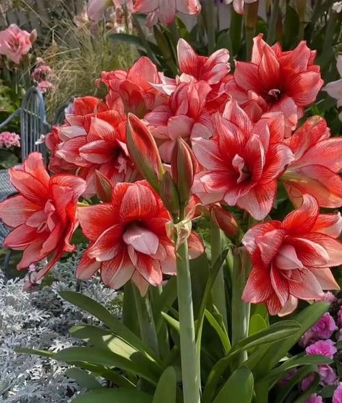 给花浇点神仙水，给花浇点神仙水可以吗-第1张图片-优品飞百科