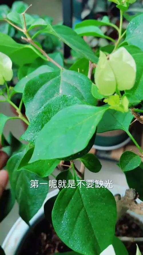 给花浇点神仙水，给花浇点神仙水可以吗-第2张图片-优品飞百科