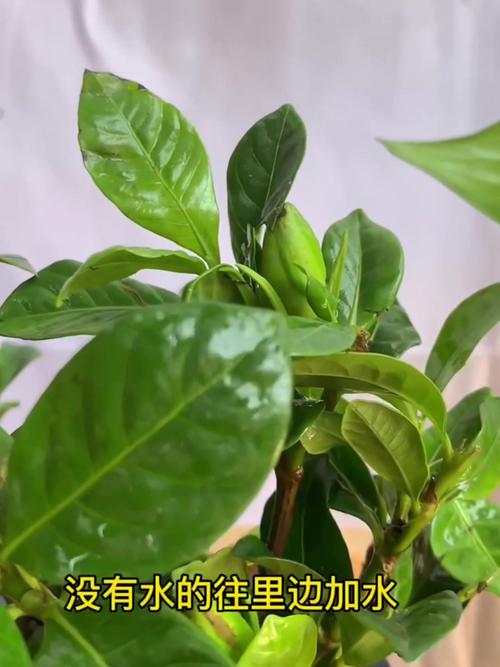 给花浇点神仙水，给花浇点神仙水可以吗-第4张图片-优品飞百科