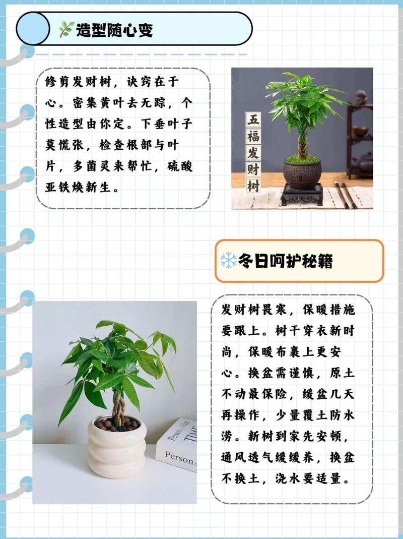 发财树怎么浇水，立春后发财树怎么浇水-第2张图片-优品飞百科