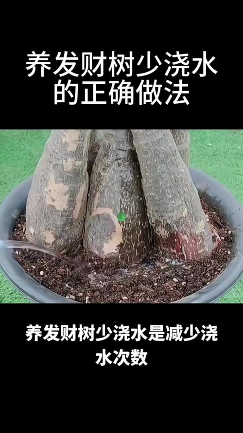 发财树怎么浇水，立春后发财树怎么浇水-第3张图片-优品飞百科